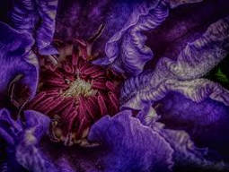 5 Important Tips For New Salvia Users 5 Important Tips For New Salvia Users