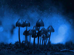 How to Prepare a Psilocybin Mushroom Microdose How to Prepare a Psilocybin Mushroom Microdose