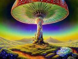 How to Microdose Acid and Magic Mushrooms?