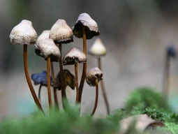 Three Things To Know About Psilocybin Mushrooms Three Things To Know About Psilocybin Mushrooms