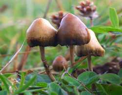 What Psilocybin Mushrooms Taught me About Myself