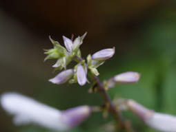 What is Salvia Divinorum? What is Salvia Divinorum?