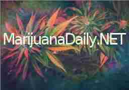 The Marijuana Daily