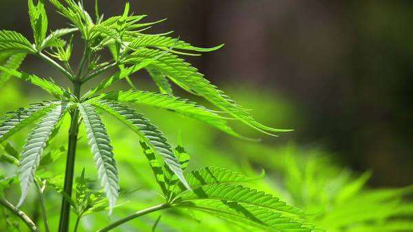 The Spiritual Powers of Cannabis The Spiritual Powers of Cannabis